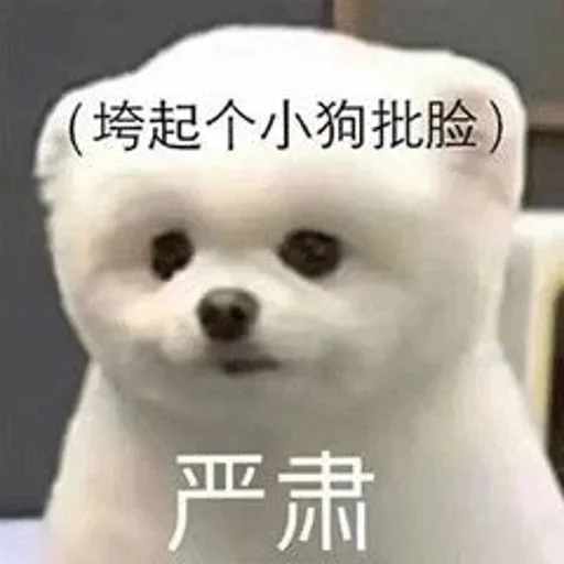HostYun 闲聊群(不售后) 配图