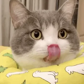 正规群 _(:3 」∠)_ 配图