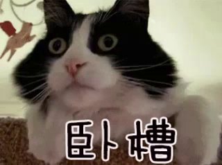 全球新闻聊天群 配图