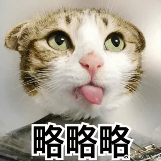 Loon-0x00 配图