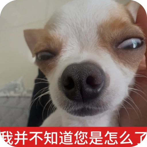『西安狼友出击之路』 配图