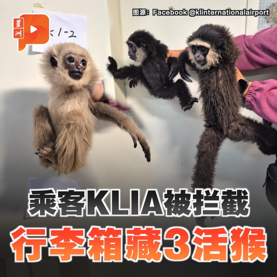 百格Pocketimes 配图