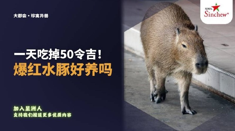 百格Pocketimes 配图