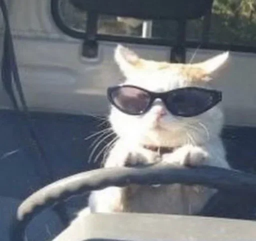 Kitty Network 配图