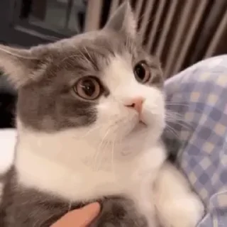 正规群 _(:3 」∠)_ 配图