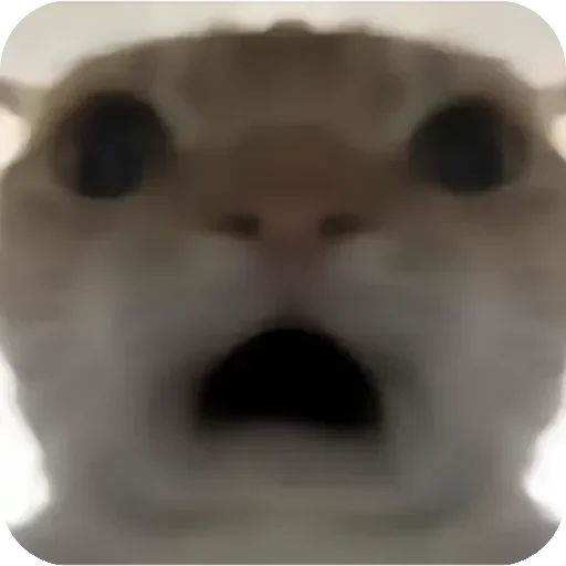 Kitty Network 配图