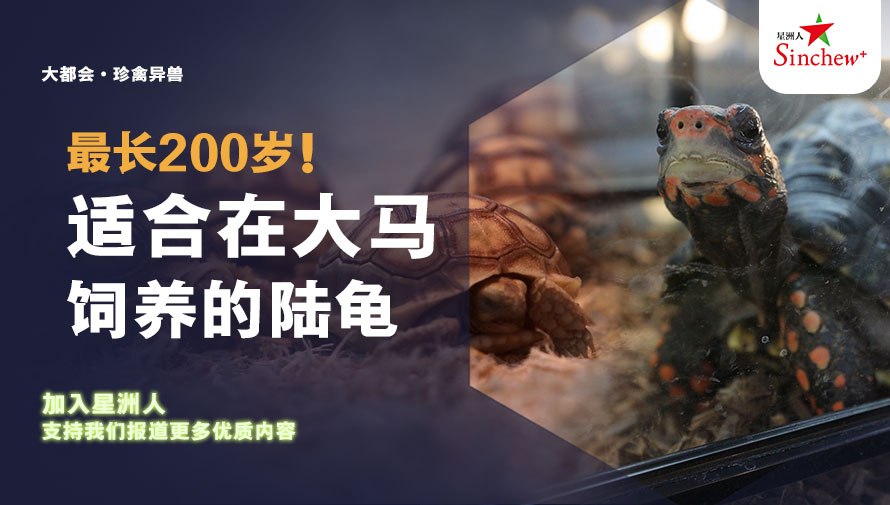 百格Pocketimes 配图