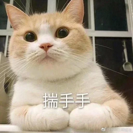 Loon-0x00 配图