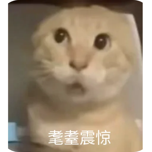 Kitty Network 配图