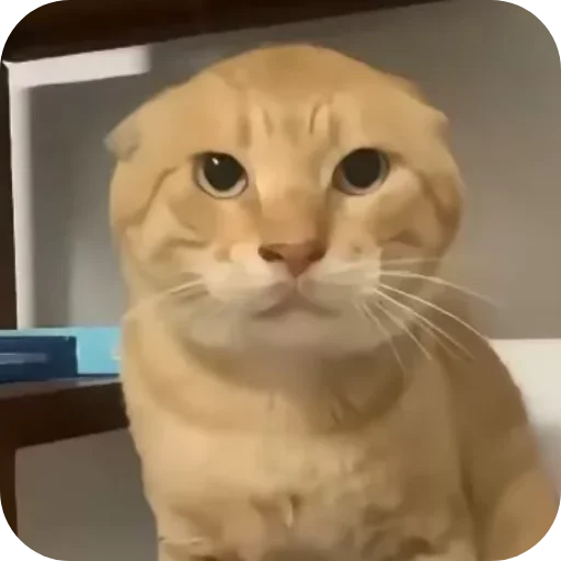 Kitty Network 配图